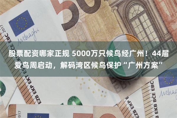 股票配资哪家正规 5000万只候鸟经广州！44届爱鸟周启动，解码湾区候鸟保护“广州方案”